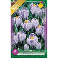 VH 1.CROCUS LARGE FLOWERING PICKWICK 7-8CM