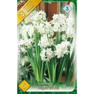 NÁRCISZ (NARCISSUS TOTUS ALBUS PAPERWHITE) 13,14CM