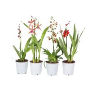IBH CAMBRIA ORCHIDEA 1 SZÁRRAL CS:12 CM N:50 CM