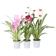 IBH MILTONIA ORCHIDEA MIX CS: 12 CM