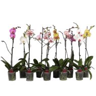 IBH LEPKEORCHIDEA 1 ÁGÚ 6+ CS: 12 CM PHALAENOPSIS EXTRA