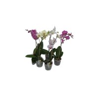 IBH PHALAENOPSIS 2 ÁGÚ 12+ CS: 12 CM LEPKEORCHIDEA