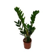 IBH AGGLEGÉNY PÁLMA CS:12CM ZAMIOCULCAS ZAMIOFOLIA