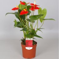 IBH FLAMINGÓVIRÁG MIX CS:12CM N:45CM ANTHURIUM