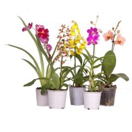 IBH ORCHIDEA MIX CS: 12 CM (DENDROBIUM,ONC, MILT,CAMB.)