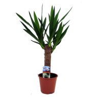 IBH TÖRZSES YUKKA CSERÉP 14CM, 2-4 HAJTÁSSAL YUCCA ELEPHANTIPES