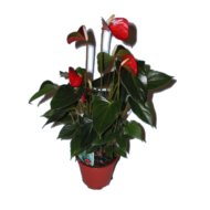 IBH FLAMINGÓVIRÁG MIX CS:14CM ANTHURIUM