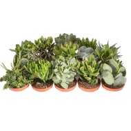 IBH POZSGA MIX CS:10,5CM CRASSULA FAJOK