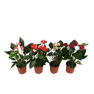 IBH FLAMINGÓVIRÁG XL MIX CS:17CM ANTHURIUM