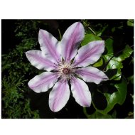 KERTI ISZALAG MIX C2 N:60CM CLEMATIS MIX