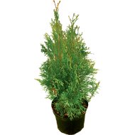 SMARAGD TUJA THUJA OCCIDENTALIS SMARAGD C2 N: 40/60 CM