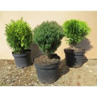 GÖMB TUJA C2 THUJA DANICA