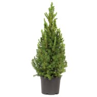 CUKORSÜVEGFENYŐ C2 PICEA GLAUCA CONICA