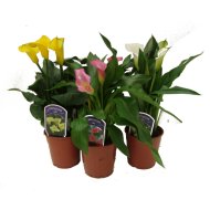 IBH KÁLA CS:12CM ZANTEDESCHIA