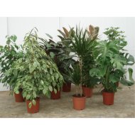 IBH ZÖLD NÖVÉNY MIX CS: 19 CM,N:80 CM DRACAENA,FICUS,SCHEFFLERA,FATSIA