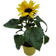 IBH DÍSZNAPRAFORGÓ CS:12CM HELIANTHUS SUNSATION