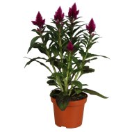 IBH TOLLAS CELÓZIA CS:12CM CELOSIA ARGENTA