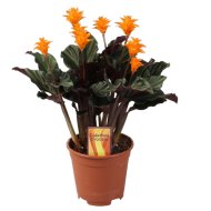 IBH SÁFRÁNYOS ZEBRALEVÉL CS:14CM CALATHEA CROCATA