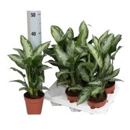 IBH RÁKVIRÁG CS:12CM AGLAONEMA JUBILEE