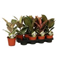 IBH NAGYLEVELŰ FIKUSZ MIX CS:14CM FICUS ELASTICA MIX