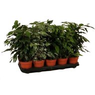 IBH KISLEVELŰ FIKUSZ MIX CS:12CM FICUS BENJAMINA MIX