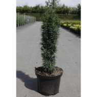 TISZAFA OSZLOPOS C2L TAXUS BACCATA