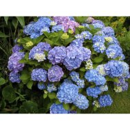 KERTI HORTENZIA C3L HYDRANGEA MACROPHYLLA