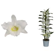 IBH BAMBUSZORCHIDEA FEHÉR CS:12 CM