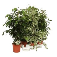 IBH KISLEVELŰ FIKUSZ MIX CS:17CM FICUS BENJAMINA MIX