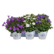 IBH HARANGVIRÁG 'TREND MIX' CS:11CM CAMPANULA TREND MIX