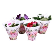 IBH CSUPORKA CS:12CM SINNINGIA/GLOXINIA