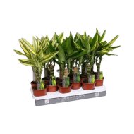 IBH ILLATOS SÁRKÁNYFA CS:11CM DRACAENA FRAGRANS