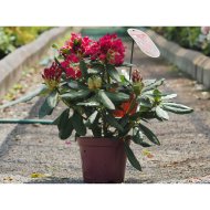 HAVASSZÉPE RHODODENDRON KONT: 3 L, 35-40 CM