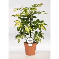 IBH SUGÁRARÁLIA CSERÉP 13CM SCHEFFLERA