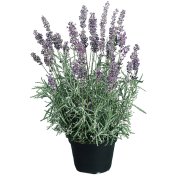 FRANCIA LEVENDULA CS: 14 CM LAVANDA STOECHAA