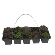 SZIKLAKERTI ÉVELŐ MIX 10-ES PACKSEDUM ÉS SEMPERVIVUM FAJTÁK