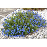 KŐMAGCSERJE CS:10,5CM LITHODORA SP.