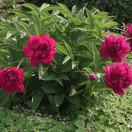 PÜNKÖSDI RÓZSA C2 PAEONIA SP.