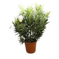 LEANDER BOKOR CS: 26CM OLEANDER