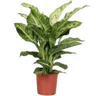 IBH BUZOGÁNYVIRÁG &quot;MARS&quot; CS:17CM DIEFFENBACHIA