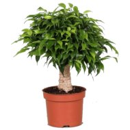 IBH TÖRZSES FIKUSZ &quot;GREEN KINKY&quot;CS:12CM FICUS
