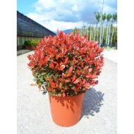 VÖRÖS KORALLBERKENYE C3 PHOTINIA FRASEREI RED ROBIN