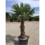 TÉLÁLLÓ PÁLMA C:70 TRACHYCARPUS FORTUNEI C70