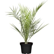 KANÁRI FŐNIXPÁLMA CS:17CM PHOENIX CANARIENSIS