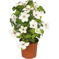 ISZALAG CSERÉP 17CM CLEMATIS