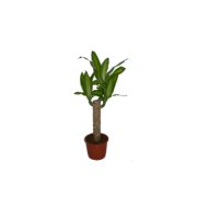 IBH SÁRKÁNYFA (DRACAENA) 35CM CSERÉP 11CM