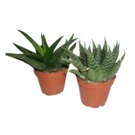 IBH ALOE MIX CS:9CM, ALOE-HAWORTIA MIX