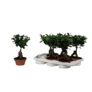 IBH FIKUSZ BONSAI CS:16CM FICUS GINSENG