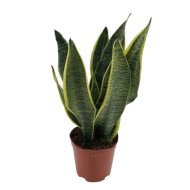 IBH ANYÓSNYELV CS:12CM, SANSEVIERIA LAURENTII