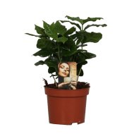 IBH KÁVÉ CSERJE CS:12CM COFFEA ARABICA